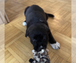 Small #3 Borador