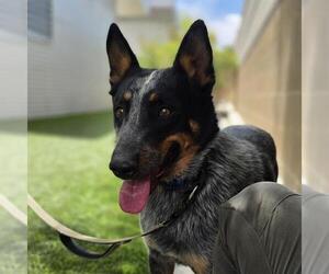 Mutt Dogs for adoption in Las Vegas, NV, USA