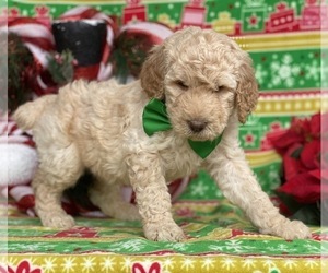 Poodle (Standard) Puppy for sale in LANCASTER, PA, USA