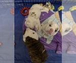 Small Photo #14 English Bulldog Puppy For Sale in NAMPA, ID, USA