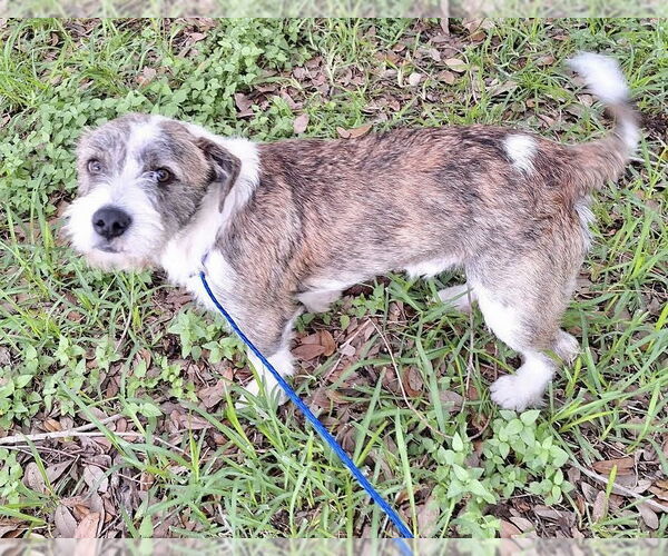 Medium Photo #2 Cairn Terrier-Petit Basset Griffon Vendeen Mix Puppy For Sale in Missouri City, TX, USA
