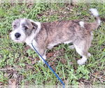 Small #1 Cairn Terrier-Petit Basset Griffon Vendeen Mix