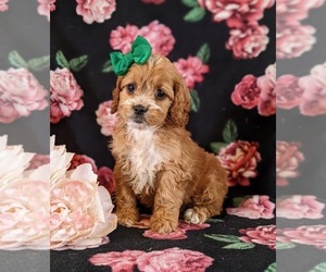 Cock-A-Poo Puppy for sale in ELKTON, MD, USA