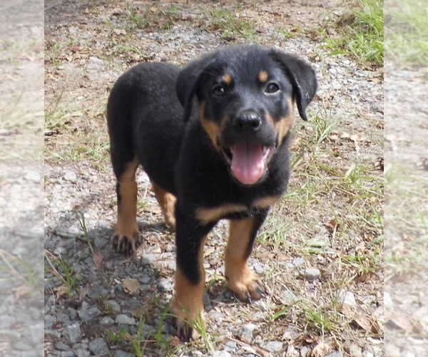 Medium Photo #25 Shepweiller Puppy For Sale in MC INTYRE, GA, USA