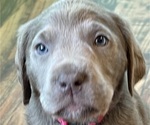 Small Photo #2 Labrador Retriever Puppy For Sale in HADLOCK, WA, USA
