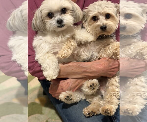 Medium Photo #4 Shih Tzu-Unknown Mix Puppy For Sale in Santa Clarita, CA, USA