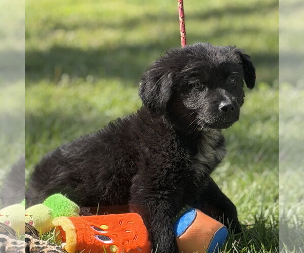Medium Photo #2 Mutt Puppy For Sale in Yardley, PA, USA