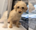 Small #5 Mutt