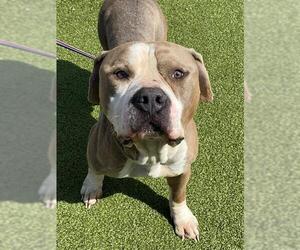 Mutt Dogs for adoption in Fayetteville, NC, USA