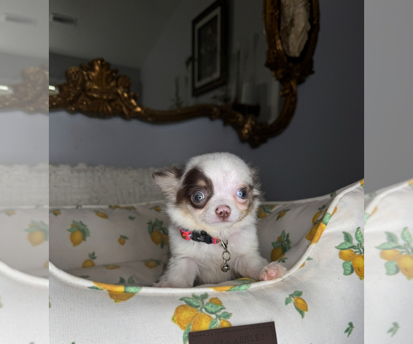 Medium Photo #9 Chihuahua Puppy For Sale in CHARLOTTE, NC, USA