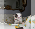 Small #8 Chihuahua