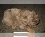 Small Photo #2 Aussie-Poo Puppy For Sale in LINCOLN, AL, USA