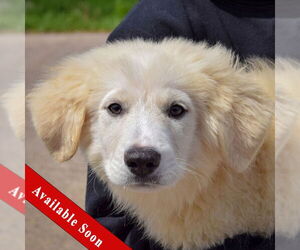 Great Pyrenees Dogs for adoption in Huntley, IL, USA