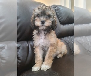 Cavapoo Puppy for Sale in ODESSA, Texas USA