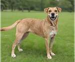 Small #1 Labrador Retriever Mix