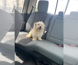 Maltese Puppy for sale in AUSTIN, TX, USA