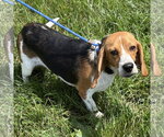 Small Beagle