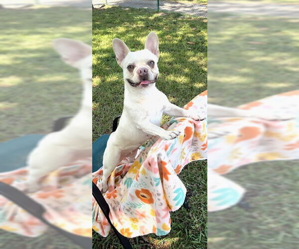 Medium Photo #5 French Bulldog Puppy For Sale in Weston, FL, USA