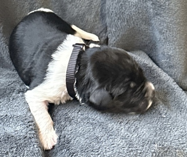 Medium Photo #7 Newfoundland Puppy For Sale in SAXTONS RIVER, VT, USA