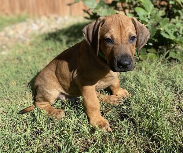 Medium Photo #1 Rhodesian Ridgeback Puppy For Sale in KELLER, TX, USA