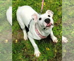 Small #10 Bull Terrier Mix