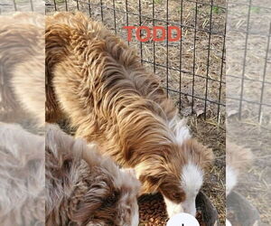 Australian Shepherd Dogs for adoption in Foristell, MO, USA