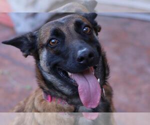 Cheyenne - Female Mutt Dog for Adoption - Photo #2