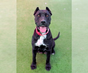 Mutt Dogs for adoption in Sacramento, CA, USA