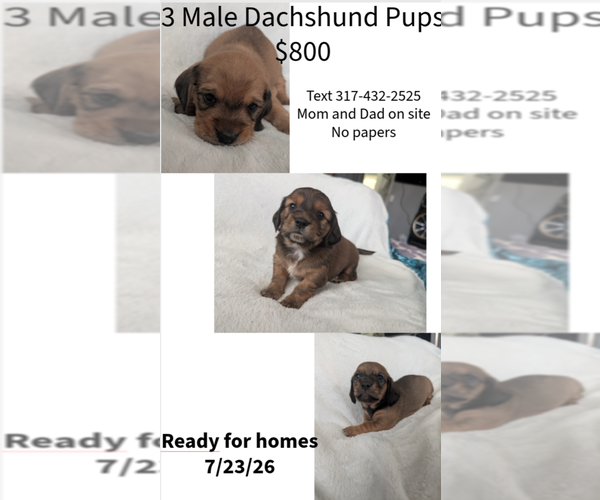 Medium Photo #1 Dachshund Puppy For Sale in TERRE HAUTE, IN, USA