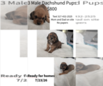 Small Dachshund