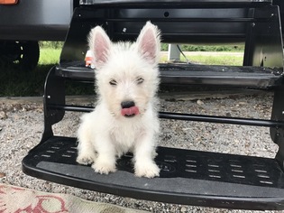 West Highland White Terrier Puppy for sale in BENTON, AR, USA
