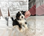 Puppy Puppy 5 Aussiedoodle