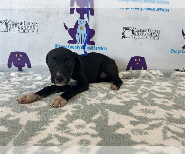 Medium Photo #1 Labrador Retriever-Unknown Mix Puppy For Sale in Orlando, FL, USA