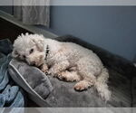 Small #1 Bichon Frise Mix