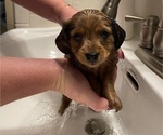 Small Photo #8 Dachshund Puppy For Sale in MECHANICSVILLE, VA, USA