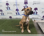 Small Mutt