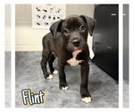 Small American Staffordshire Terrier Mix