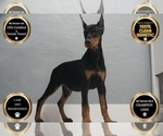 Small #17 Doberman Pinscher