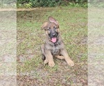 Puppy Pink German Shepherd Dog