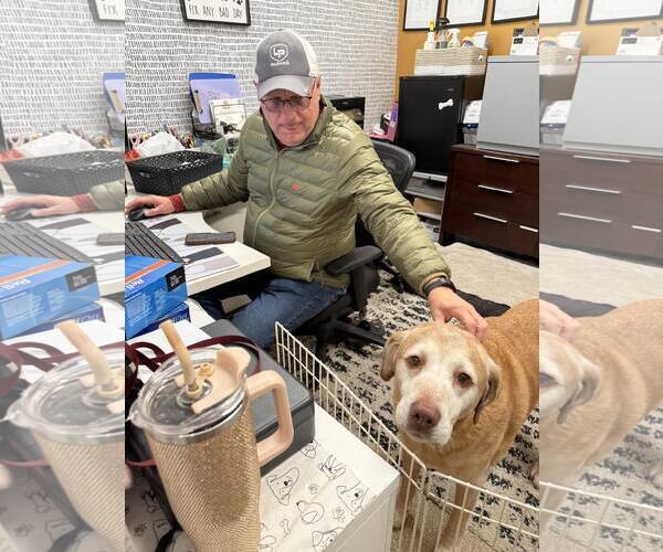 Medium Photo #2 Golden Labrador Puppy For Sale in Holland, MI, USA