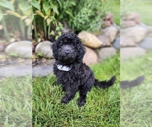 Labradoodle Puppy for sale in GRAND BLANC, MI, USA