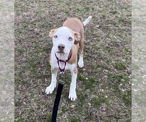 Medium Photo #3 Mutt Puppy For Sale in Oak Bluffs, MA, USA