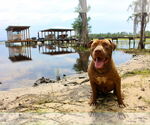 Small #1 American Pit Bull Terrier Mix