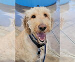 Small #2 Goldendoodle