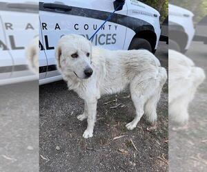 Great Pyrenees Dogs for adoption in Camarillo, CA, USA