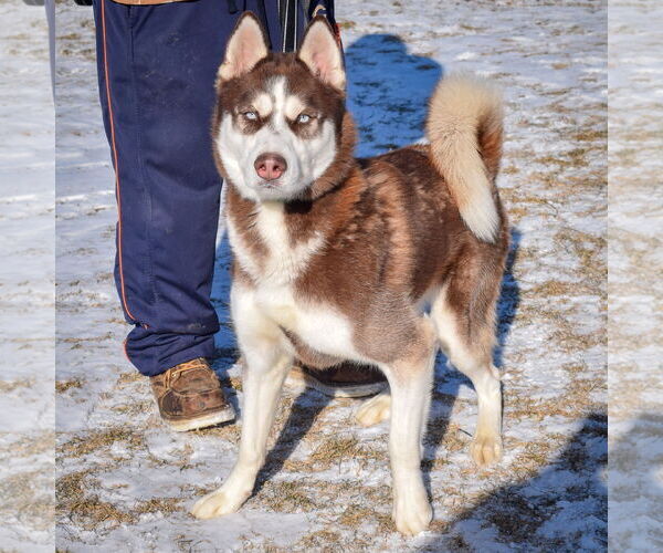 Medium Photo #3 - Mix Puppy For Sale in Huntley, IL, USA