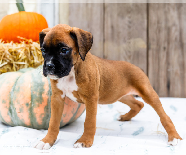 Medium Photo #4 Boxer Puppy For Sale in WAKARUSA, IN, USA