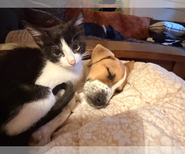 Medium Photo #2 Coonhound-Jack Russell Terrier Mix Puppy For Sale in Ball Ground, GA, USA