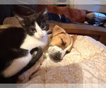 Small Photo #2 Coonhound-Jack Russell Terrier Mix Puppy For Sale in Ball Ground, GA, USA