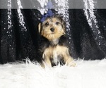 Small Photo #3 Morkie Puppy For Sale in WARSAW, IN, USA